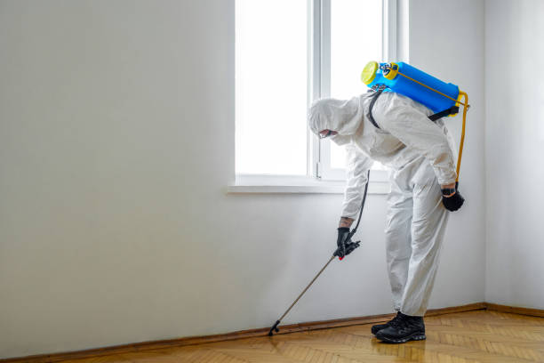 Best Wasp Removal Services  in Big Rapids, MI