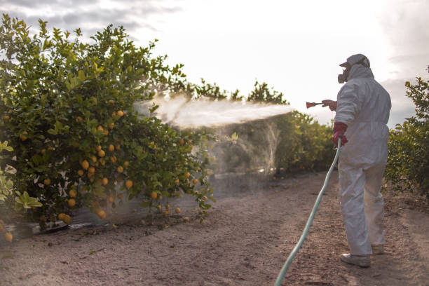Reliable Big Rapids, MI Pest Control Solutions