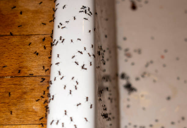 Best Best Pest Control Companies  in Big Rapids, MI